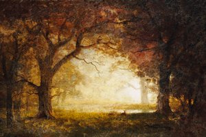 Lever de soleil en forêt