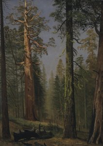Le séquoia géant Grizzly, Mariposa Grove, Californie - Albert Bierstadt