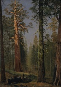 Le séquoia géant Grizzly, Mariposa Grove, Californie - Albert Bierstadt