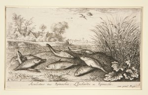 Aculeatus siue Spinachia. L - Albert Flamen