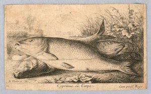 Carpe - Albert Flamen