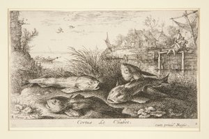 Cortus, Le Chabot - Albert Flamen