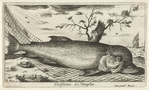 Dauphin dans un filet de pêche - Albert Flamen