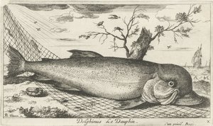 Dauphin dans un filet de pêche - Albert Flamen