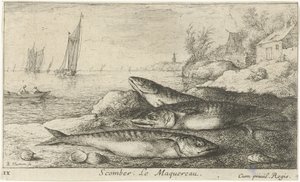 Trois maquereaux sur la plage (Scomber. Le Maquereau.) (Vissen en andere zeedieren - zoutwater eerste reeks, Diverses Especes de Poissons de mer)