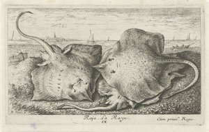 Trois raies sur la plage - Albert Flamen