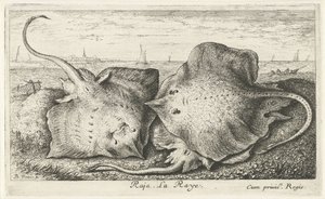Trois raies sur la plage (Raja. La Raye.) (Vissen en andere zeedieren - zoutwater tweede reeks, Poissons de mer)