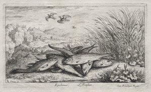 Poissons d