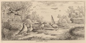 Garrulus, le geai