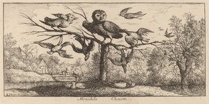 Monedula, la chouette