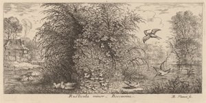 Rusticula minor, la bécassine