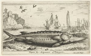 Esturgeon sur la plage - Albert Flamen