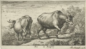 Taureaux