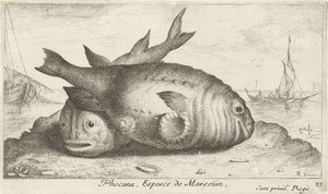 Deux marsouins sur la plage
Poissons de mer (série)