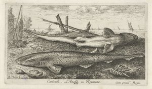 Deux roussettes sur la plage - Albert Flamen