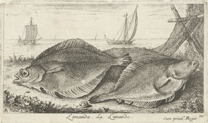 Deux limandes sur la plage. Poissons de mer