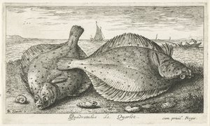 Deux plies sur la plage (Vissen en andere zeedieren - zoutwater derde reeks, Poissons de mer)