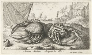Deux crabes-araignées près d