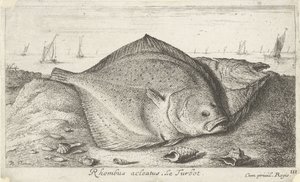Deux turbots sur la plage (Rhombus acleatus. Le Turbot.) (Vissen en andere zeedieren - zoutwater derde reeks, Poissons de mer) - Albert Flamen