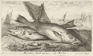 Deux merlans sur la plage (Merlanus. Aselli species, Le merlan)