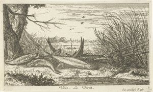 Poissons sur une rive de rivière - Albert Flamen