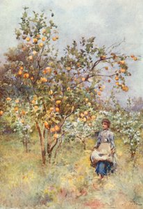Citronniers : Printemps