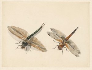 Étude de deux libellules