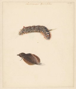 Feuille d