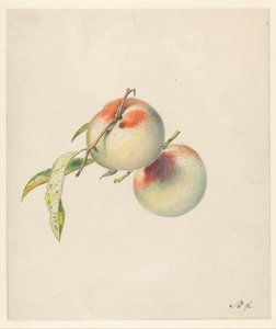 Deux pêches sur leurs tiges