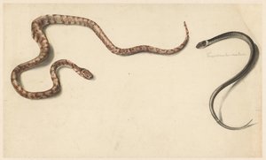 Deux serpents tropicaux