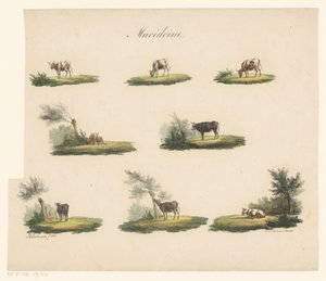 Vaches dans le paysage (Macédoine)