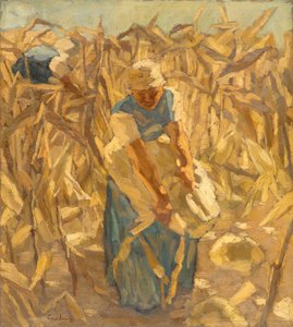 Récolte de maïs