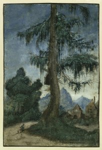 Paysage avec un épicéa, vers 1522 - Albrecht Altdorfer