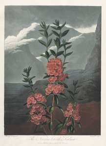 Le Temple de Flora, ou Jardin de la Nature : Le Kalmia à feuilles étroites - Albrecht Altdorfer