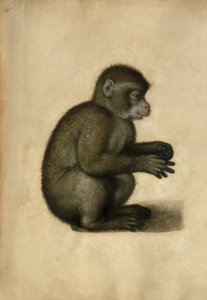 Singe