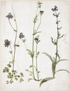  - Albrecht Dürer