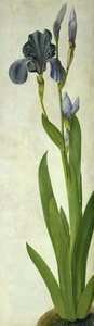 Un iris