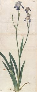 Iris germanica bleue - Albrecht Dürer