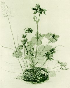 Colombine - Albrecht Dürer