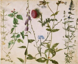 Huit études de fleurs sauvages, vers 1515-1520 - Albrecht Dürer