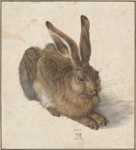 Hase, 1502 - Albrecht Dürer