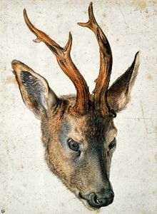 Tête d