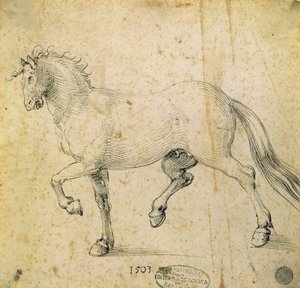 Cheval, 1503 - Albrecht Dürer