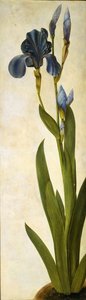 Iris troiana - Albrecht Dürer