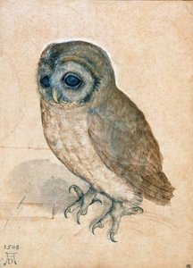 Petite chouette, 1508 - Albrecht Dürer
