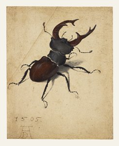  - Albrecht Dürer