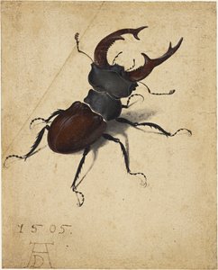 Scarabée