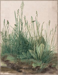 Le grand morceau de gazon - Albrecht Dürer