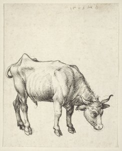 Jeune taureau