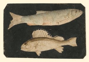  - Albrecht Dürer